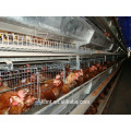 Птицы клетки специально разработаны для цыплят-бройлеров